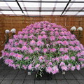 Photos: 菊の花