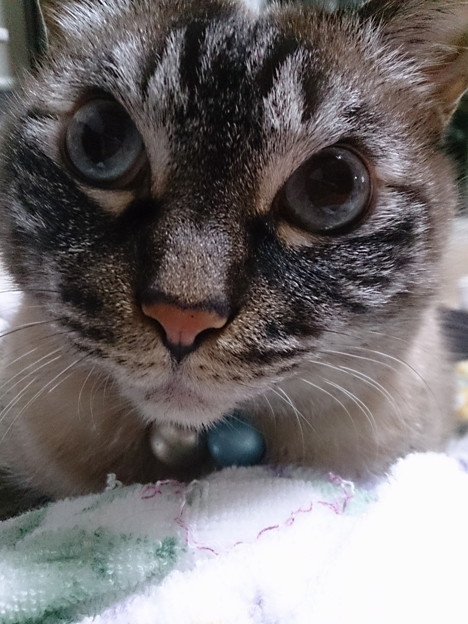 じーっと見る