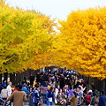 Photos: 昭和記念公園　　紅葉