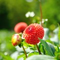 Photos: ポンポンしてる
