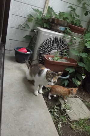 ミケママ&子ネコ0728