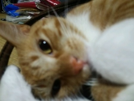 チグラーシャ0925