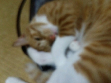 チグラーシャ0925