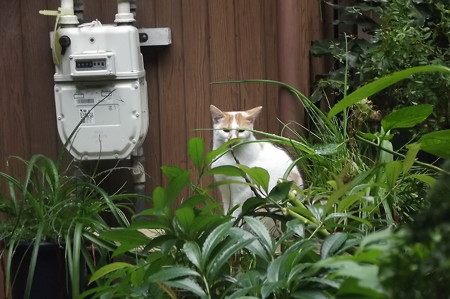 茶ブチ0928