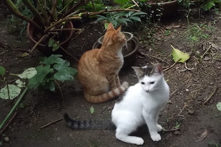 ミニチグ&黒ブチ0928