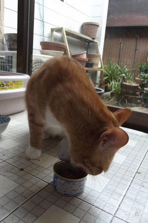 チグラーシャ1030