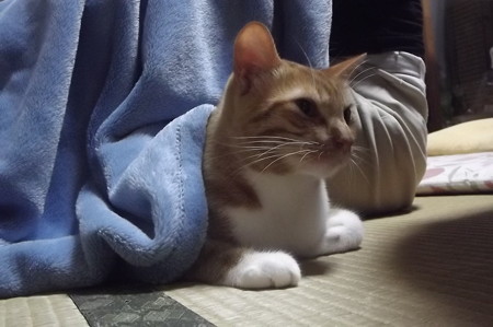 チグラーシャ1031