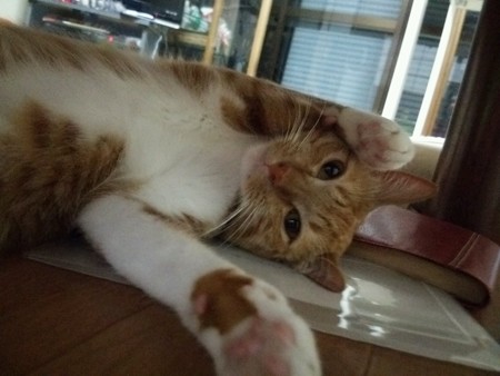 チグラーシャ1123