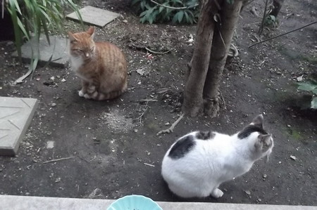ミニチグ&黒ブチ1222