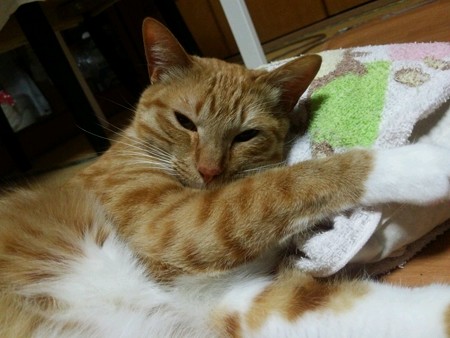チグラーシャ0219