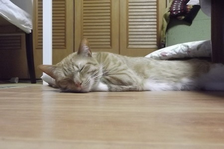 チグラーシャ0221