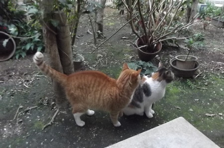 ミケママ&ミニチグ0227