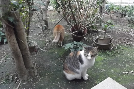 ミケママ&ミニチグ0227