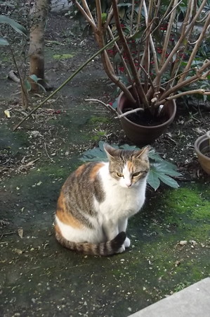 ミケママ0307