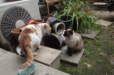茶ブチ、シャム風ネコ0322