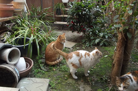 ミニチグ、茶ブチ、ミケママ0320