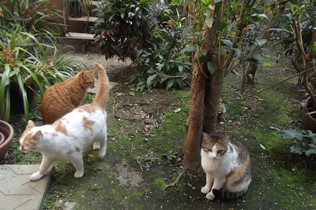 ミニチグ、茶ブチ、ミケママ0320