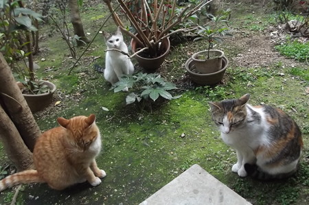 ミニチグ、黒ブチ、ミケママ0324