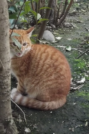 ミニチグ0331
