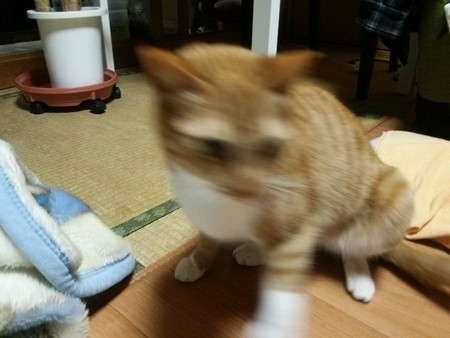 チグラーシャ0401