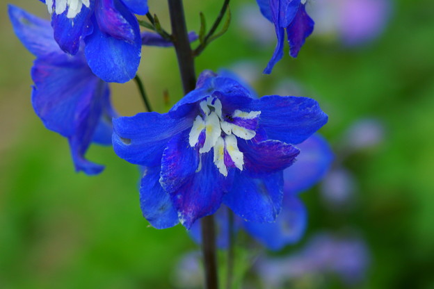 蒼い花は
