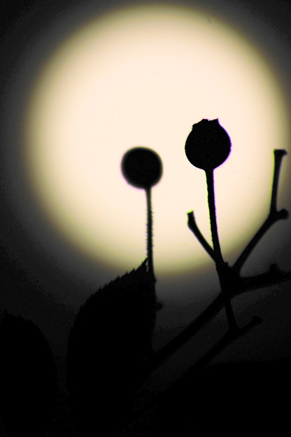 薔薇の実とお月様
