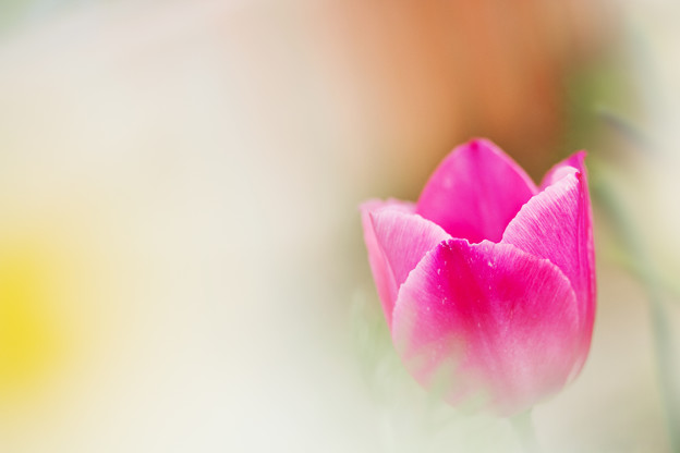 一輪の花