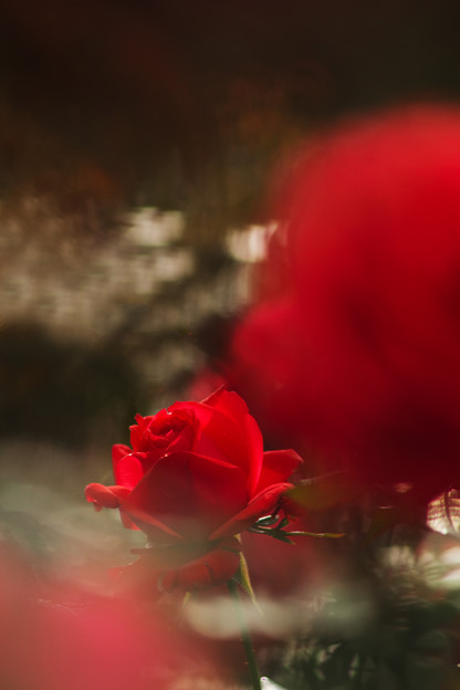 一輪の薔薇を