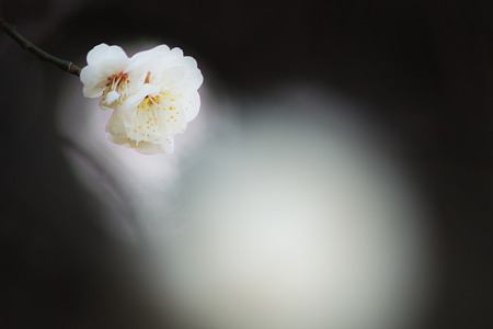 1月の花