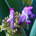 Photos: 春の野草 ﾎﾄｹﾉｻﾞ