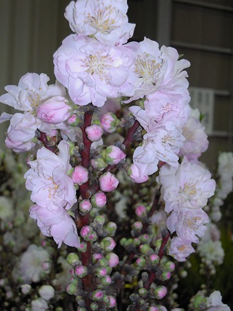 DSCN0713