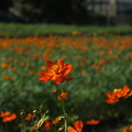 秋桜_公園 F8148