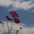 秋桜_公園 D9889