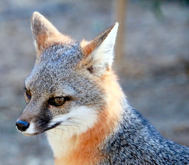 Gray Fox (5)