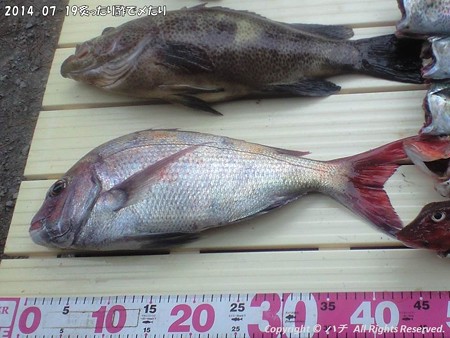 2014-07-19炙ったり酢で〆たり