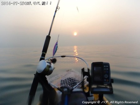 2014-07-25さば、サバ、鯖!! (2)
