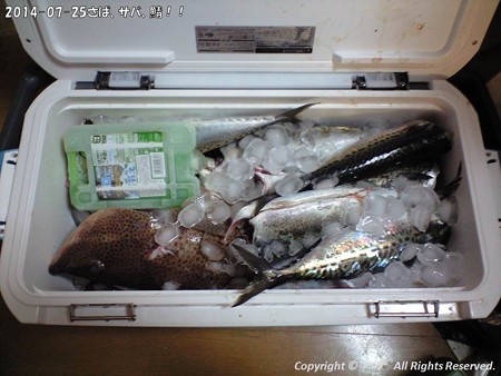 2014-07-25さば、サバ、鯖!! (6)