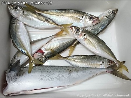 2014‐09‐6,7サバしか釣れないけど (6)