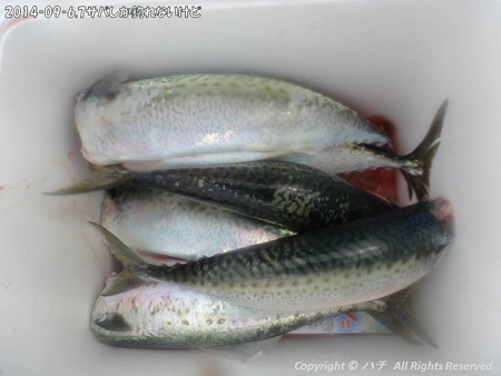 2014‐09‐6,7サバしか釣れないけど (11)