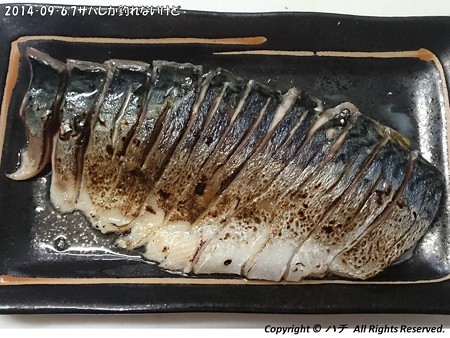 2014‐09‐6,7サバしか釣れないけど (16)