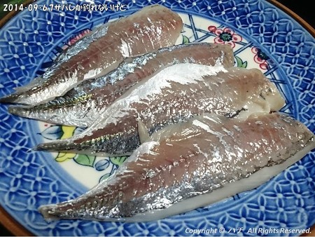 2014‐09‐6,7サバしか釣れないけど (17)