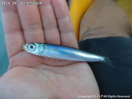 2014-09-13デカ鯵回遊中 (3)