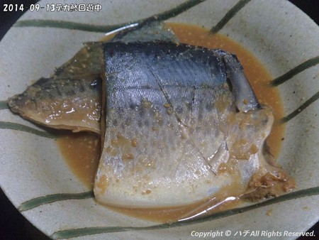 2014-09-13デカ鯵回遊中 (9)