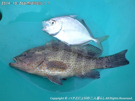 2014-10-26お魚は何処に!? (8)