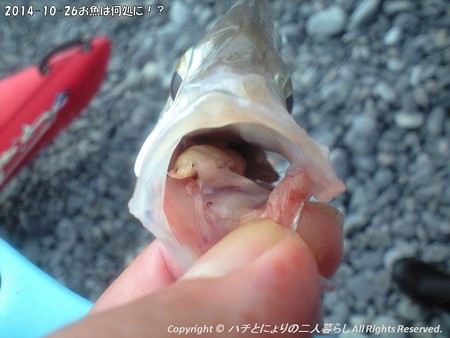 2014-10-26お魚は何処に!? (9)