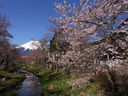 富士山と桜＠忍野