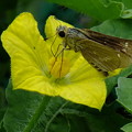 西瓜の花とセセリ蝶