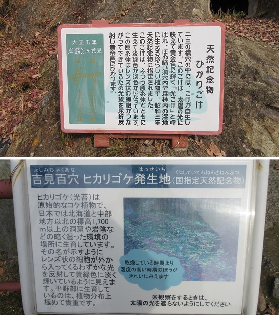 吉見百穴（埼玉県比企郡吉見町）ヒカリゴケ