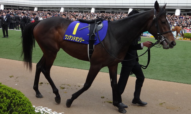 ﾜﾝｱﾝﾄﾞｵﾝﾘｰ(3回中山8日 11R JRA60周年記念競走 第74回 皐月賞(GI)出走馬)