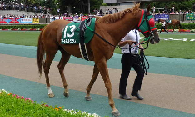 ﾏｲﾈﾙﾐﾗﾉ(3回東京4日 11R 第33回 ｴﾌﾟｿﾑｶｯﾌﾟ(GIII)出走馬)